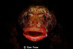 little fish big lips by Eser Paşa 